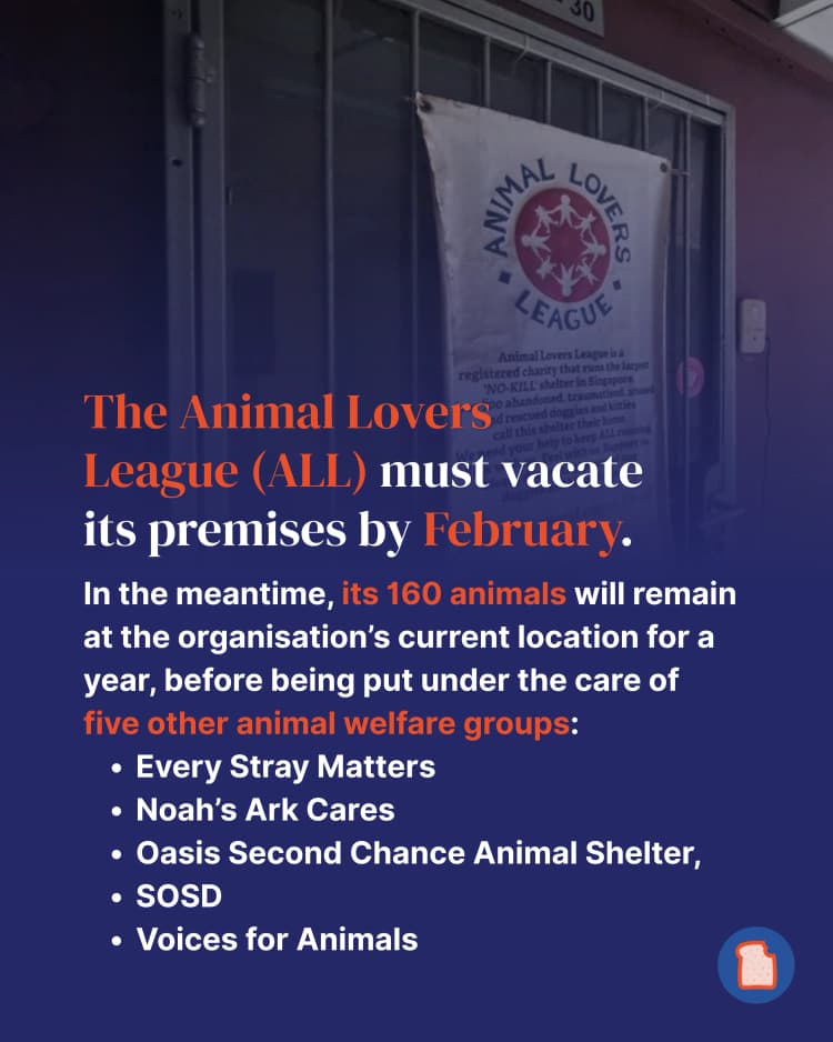 Animal Lovers League 2-1.webp