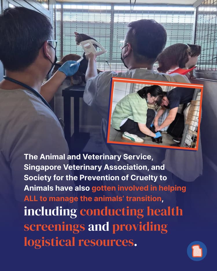 Animal Lovers League 4-1.webp