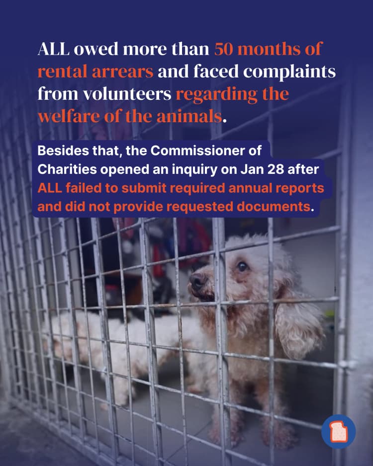 Animal Lovers League 5-1.webp
