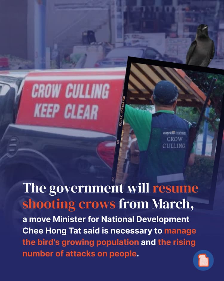 Crow shootings 2.webp