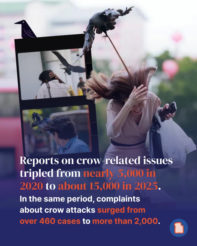 Crow shootings 3.webp
