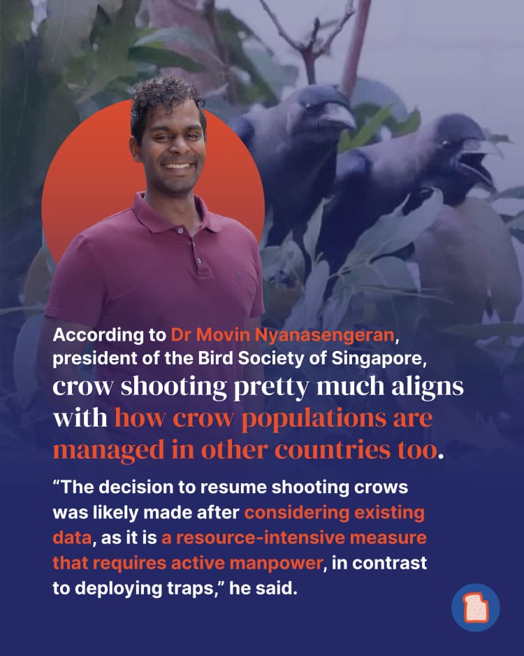 Crow shootings 5.webp