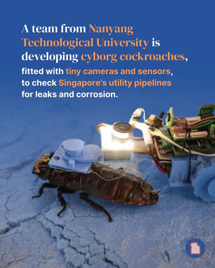 Cyborg cockroaches 2.webp