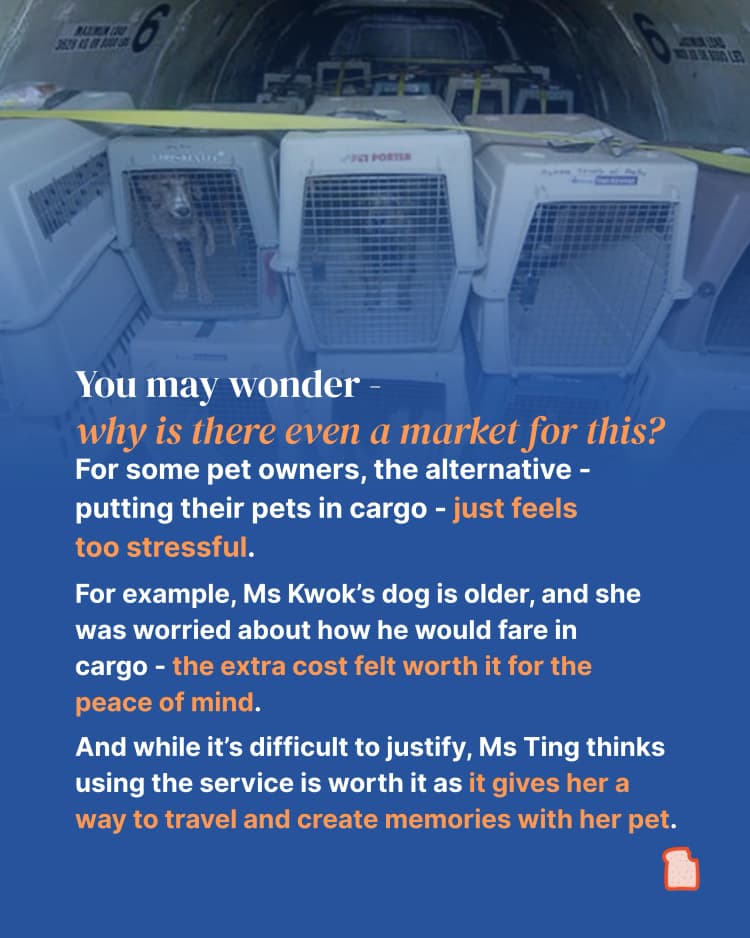 More pet owners are spending tens of thousands to fly with their pets 4.webp