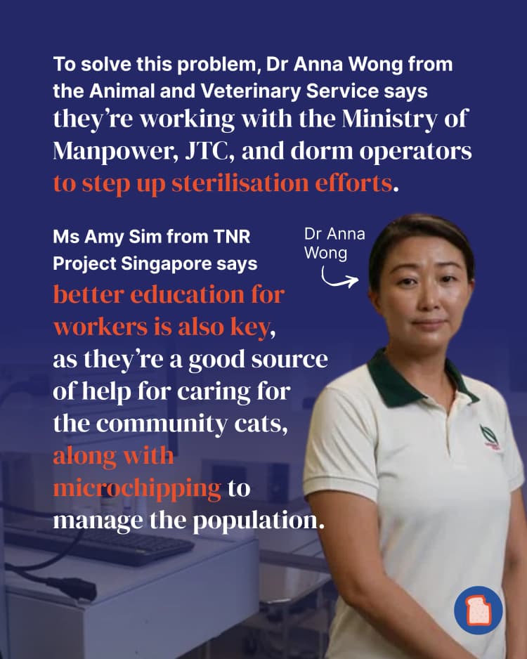 Singapore has a growing stray cat problem - and it needs better control 4.webp