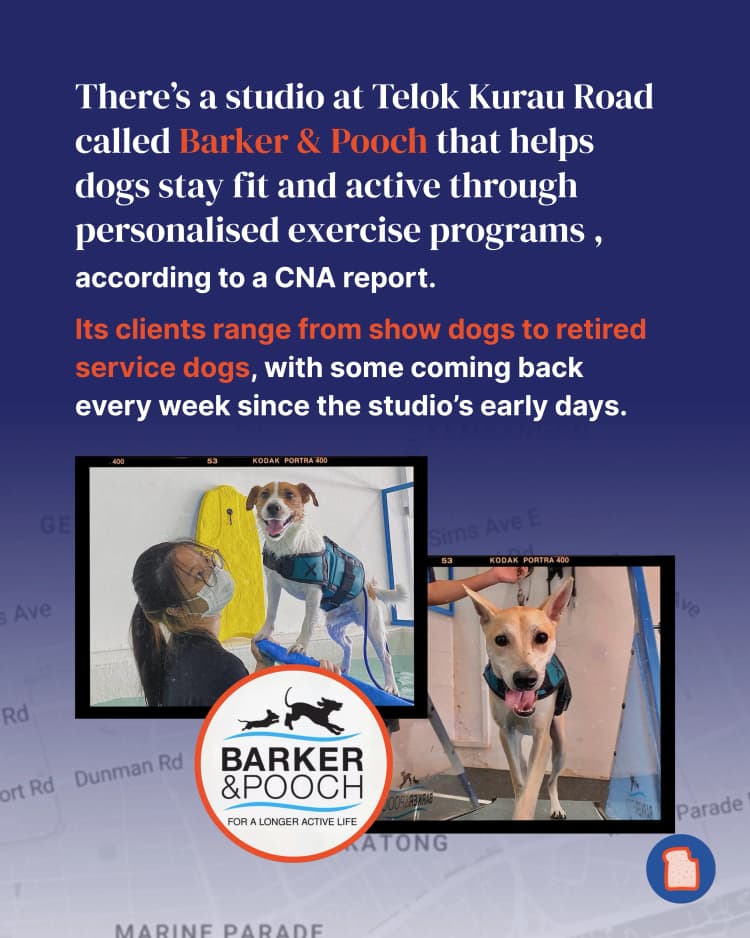 This dog gym in SG is about to get your dog absolutely shredded 2.webp