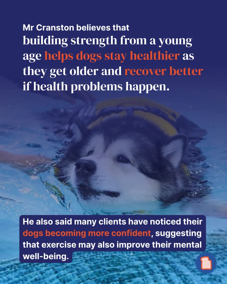 This dog gym in SG is about to get your dog absolutely shredded 5.webp