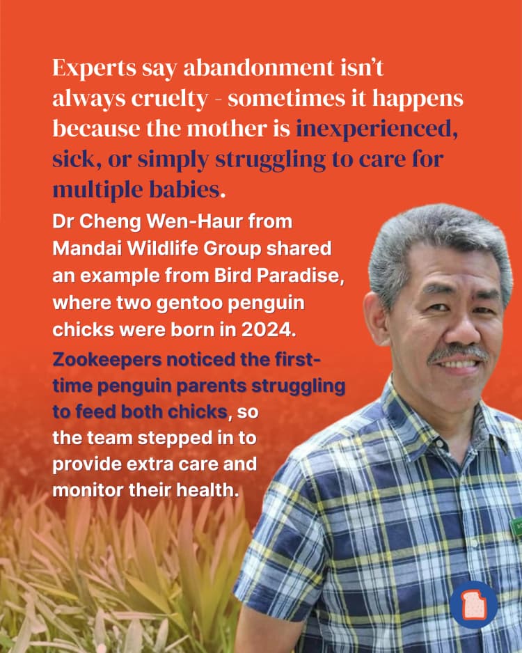 Why animal parents sometimes abandon their babies - and how humans can help 3.webp