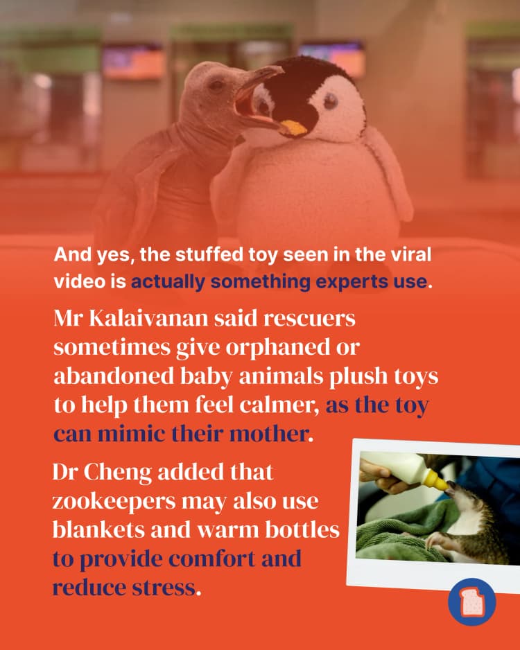 Why animal parents sometimes abandon their babies - and how humans can help 5.webp
