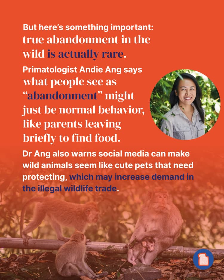 Why animal parents sometimes abandon their babies - and how humans can help 6.webp