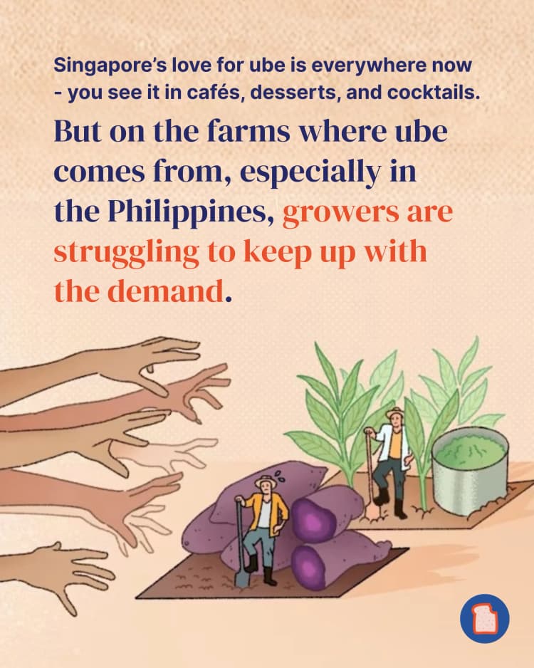 Your ube obsession might be causing chaos for its farmers - here’s why 2.webp