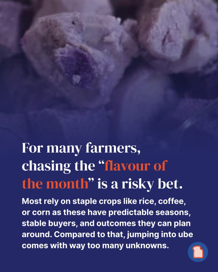 Your ube obsession might be causing chaos for its farmers - here’s why 4.webp
