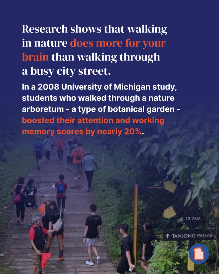 nature boosts attention 2.webp